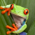 Profile picture of GreenFrog